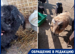 «Измученные жарой животные под гнетом толп»: ферма альпак в Горячем Ключе шокировала краснодарку 