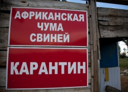 В Краснодарском крае ликвидировали 10 очагов АЧС 
