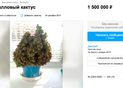 Житель Краснодара продает 10-летний коралловый кактус за 1,5 миллиона рублей