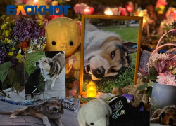 Бездомных собак в ЮМР Краснодара отравили препаратом для лечения туберкулеза