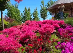 В Японском саду Краснодара расцвели азалии