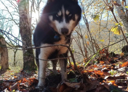Браконьеры перепутали хаски с волком и убили его на границе с Адыгеей 