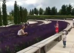 Краснодарцы напророчили «двухполосные шоссе» на расцветающем шалфее в парке Галицкого