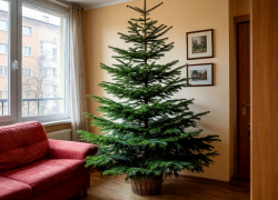 Елки-половинки пытаются продать краснодарцам 