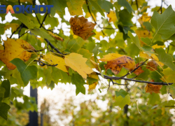 Важное в Краснодаре 11 октября: поздравляем девочек и банщиков, едим яйца, подаем милостыню