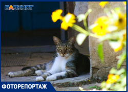 Кубанский Стамбул, или где в Краснодаре живут коты