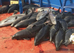 Браконьеры из Украины убили 46 дельфинов в Черном море 