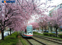 Краснодар прогреется до +20 градусов 2 апреля  