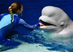 В сочинском дельфинарии кит покусал мальчика