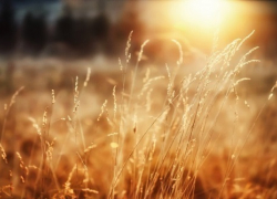 Жители Бахрейна готовы покупать кубанскую пшеницу