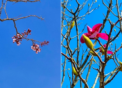 В парке Галицкого из-за аномального тепла зацвели сливы и магнолия