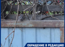 «Нам приходится жить с ними»: крысы заполонили мусорные баки в коттеджном экопоселке в Краснодаре  