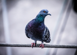 Зверье мое: все, что нужно знать о жизни голубя на Кубани