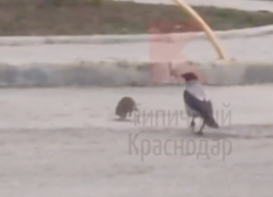 Поединок вороны и крысы попал на видео в Краснодаре
