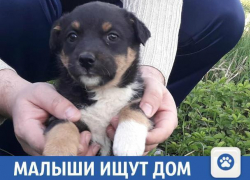 Малыши ищут дом в Краснодарском крае