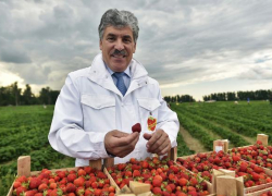 Павла Грудинина в списках кандидатов в президенты России увидят жители Краснодарского края