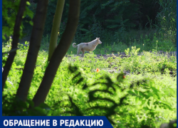 В Краснодаре ищут парня, который спас от собаки семейную пару