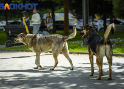 Власти Краснодара решили расторгнуть контракт с фирмой по отлову бродячих собак: не отрабатывают заявки и не дают справок о вакцинации