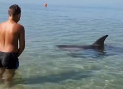 Дельфин подружился с мальчиком в Краснодарском крае