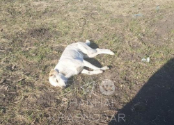 «Власть не решает, решают люди»: в Краснодаре неизвестные убили бездомных собак
