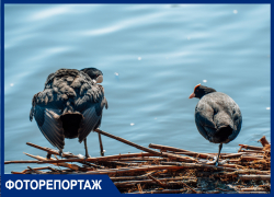 Чомги, скворцы, утки и лысухи: в Краснодаре устроили весенние бои на озере Карасун прекрасные птицы