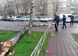Обрушившийся на Краснодар сильный ветер повалил деревья и снес остановки