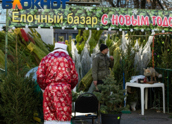 Где купить живую елку в Краснодаре: адреса 