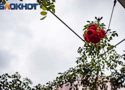 Последняя суббота осени не порадует теплом в Краснодаре 