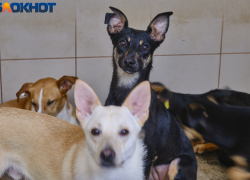 В Краснодаре бродячие собаки напали на ребёнка