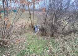 Под Краснодаром пассажир мотоцикла погиб от удара об дерево