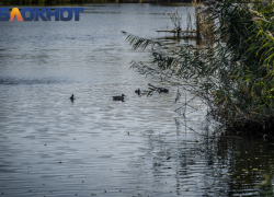 Небольшой дождь придет с потеплением в Краснодар