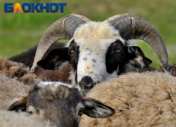 Карантин ввели в четырёх хозяйствах на Кубани из-за инфекции у скота