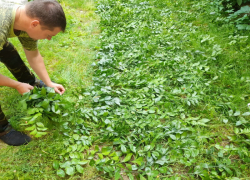 Житель Краснодарского края насобирал краснокнижное растение на два миллиона рублей