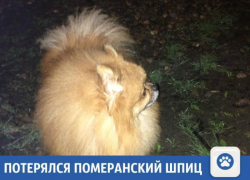В Краснодаре потерялся Померанский шпиц