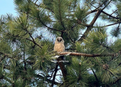 В парке Галицкого в Краснодаре поселились совы