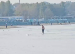 Выходящий из моря «морж» поразил жителей кубанского курорта