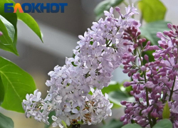 До +22 градусов прогреется воздух в Краснодаре сегодня 