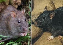 Черная vs серая: чем отличаются кубанские крысы и что умеют