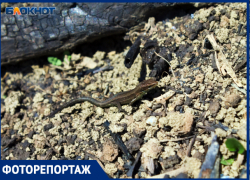 Что таит в себе краснодарский лесопарк Красный Кут