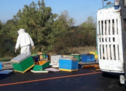 «Свободу пчелам»: грузовик с ульями перевернулся под Горячим Ключом