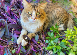 Ливни спрогнозировали в Краснодарском крае