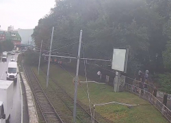 В Краснодаре рухнувшее дерево остановило движение трамваев