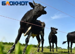 Нехватка пастбищ и подорожание кормов ударили по поголовью скота на Кубани 
