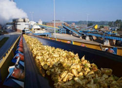 Миллион тонн сахарной свеклы заготовили заводы Кубани