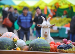  Количество ярмарок выходного дня на Кубани выросло до 70 