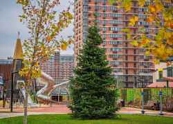 Семь метров новогоднего настроения: в ЖК «Самолет» высадили бельгийскую пихту