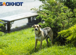 Отправить бездомных собак охранять предприятия и склады предложил краснодарский политолог 