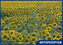 Огромное поле подсолнухов раскинулось вдоль трассы М-4 «Дон» в Краснодаре 