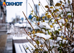 Угрозой будущему урожаю на Кубани могут стать предстоящие заморозки 