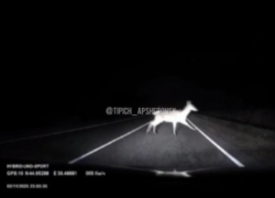 Неожиданные «красавицы» преградили дорогу водителю на Кубани